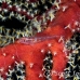 goby_coral_translucent_nw_h_0090_pal0099.jpg